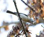 Tufted Titmouse
